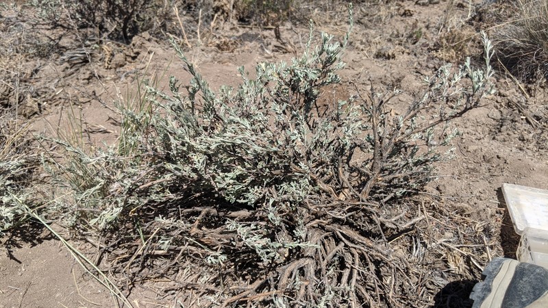 Artemisia arbuscula subsp. arbuscula photo 4