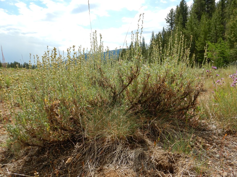 Artemisia arbuscula subsp. arbuscula photo 6