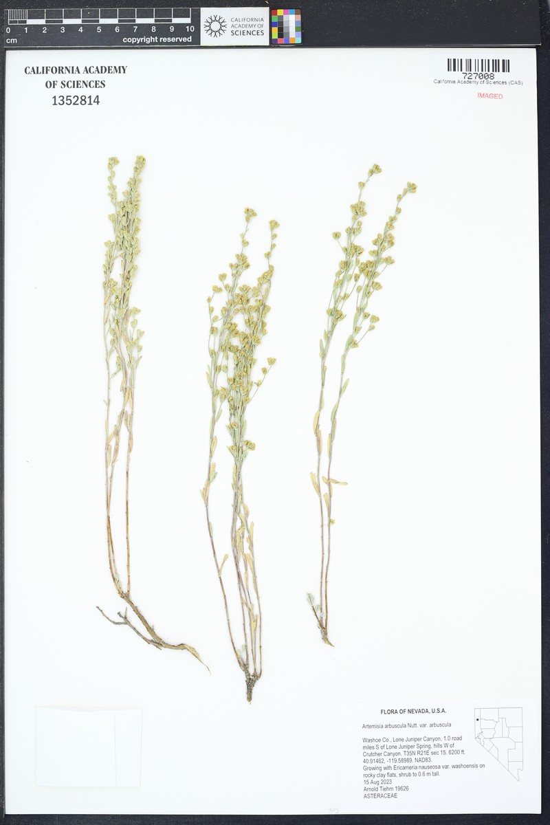 Artemisia arbuscula subsp. arbuscula photo 7