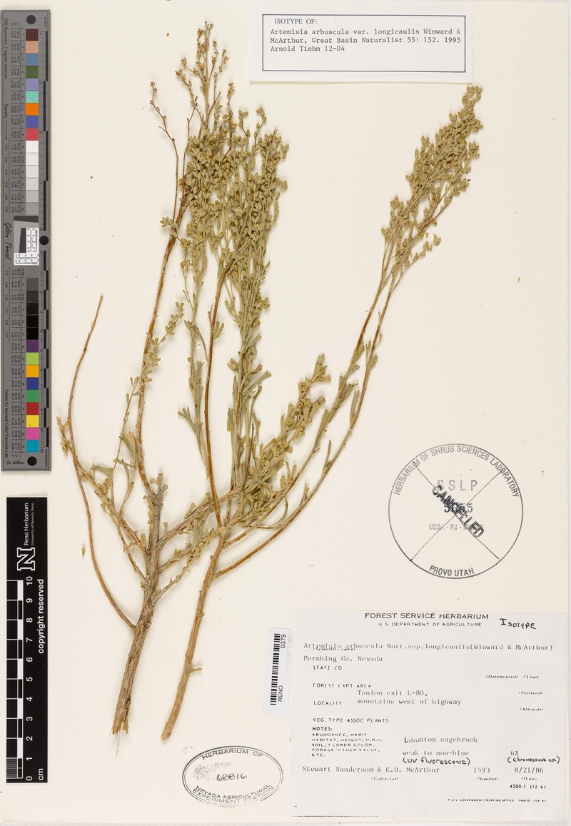 Artemisia arbuscula subsp. longicaulis photo 3
