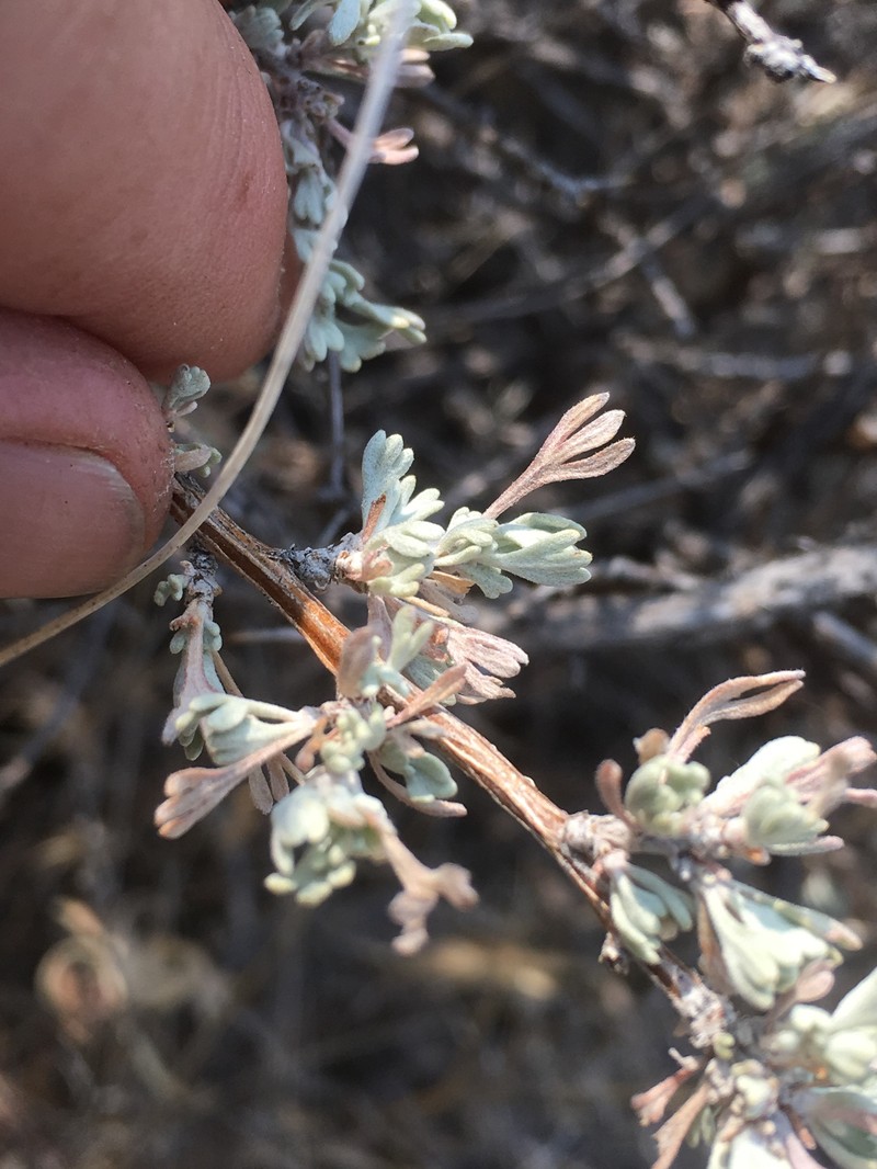 Artemisia arbuscula subsp. longicaulis