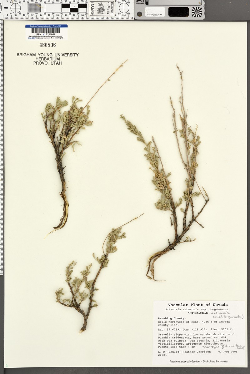 Artemisia arbuscula subsp. longicaulis photo 2