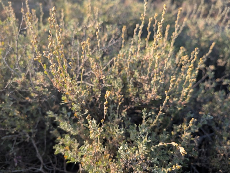Artemisia arbuscula subsp. longiloba