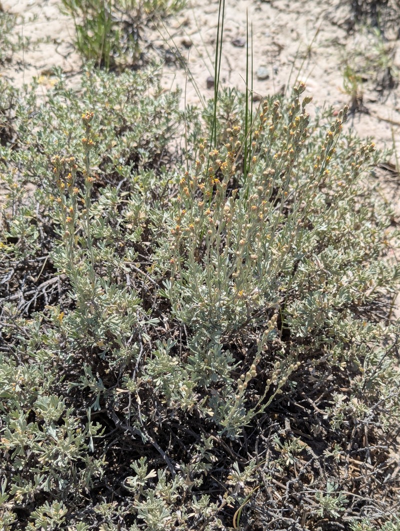 Artemisia arbuscula subsp. longiloba photo 2