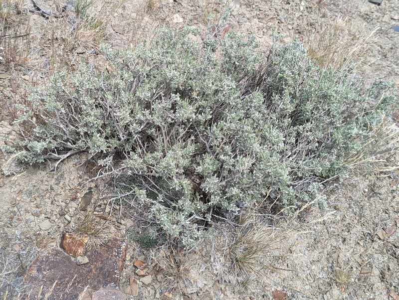 Artemisia arbuscula subsp. longiloba photo 3