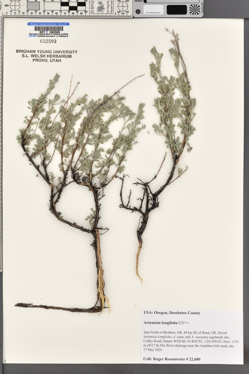 Artemisia arbuscula subsp. longiloba photo 4