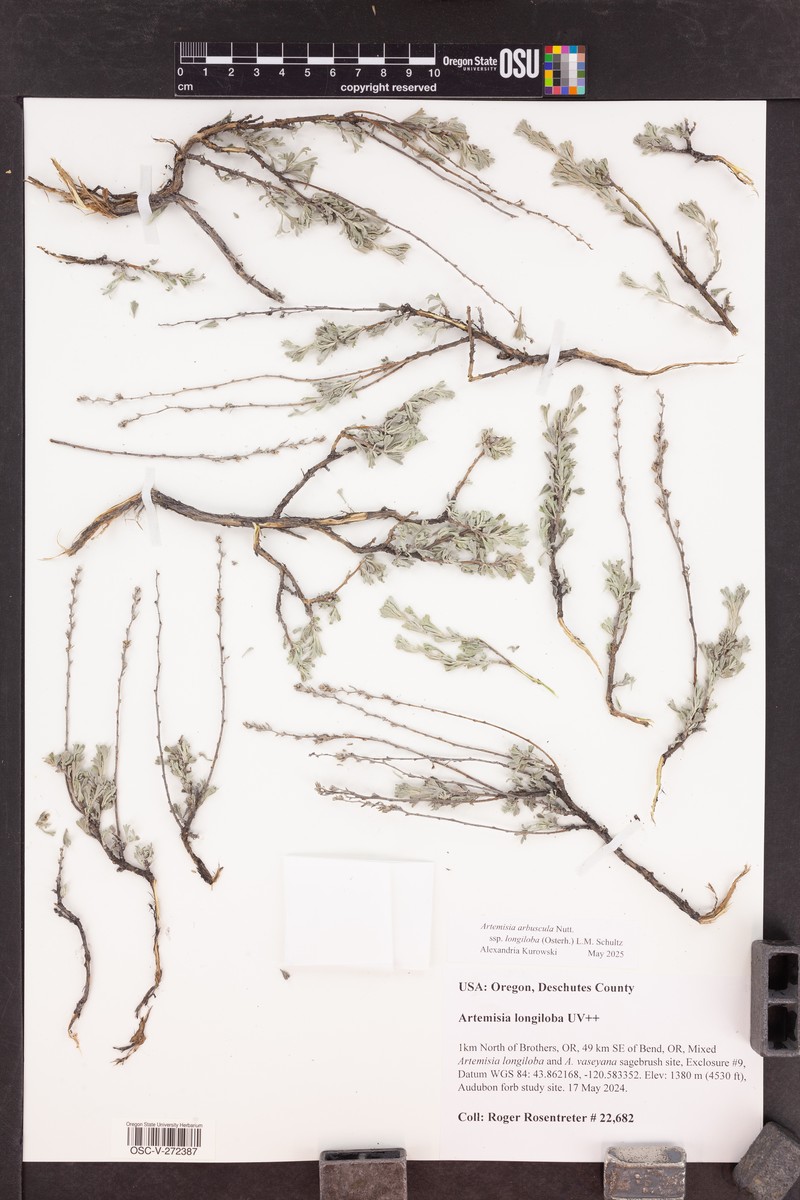 Artemisia arbuscula subsp. longiloba photo 5