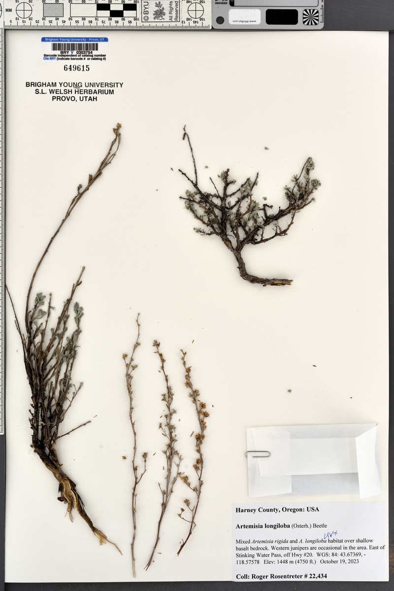 Artemisia arbuscula subsp. longiloba photo 6