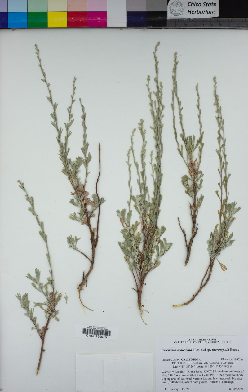 Artemisia arbuscula subsp. thermopola photo 3