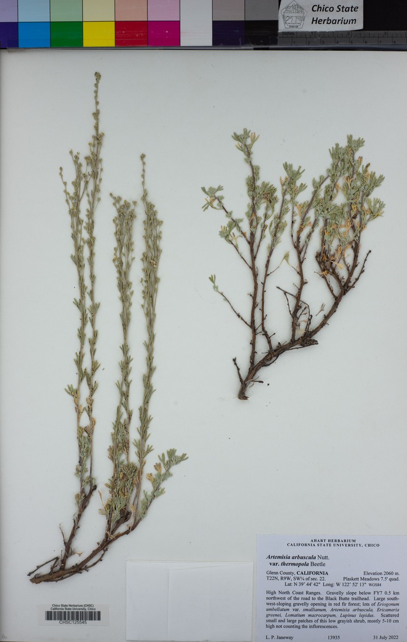 Artemisia arbuscula subsp. thermopola photo 4