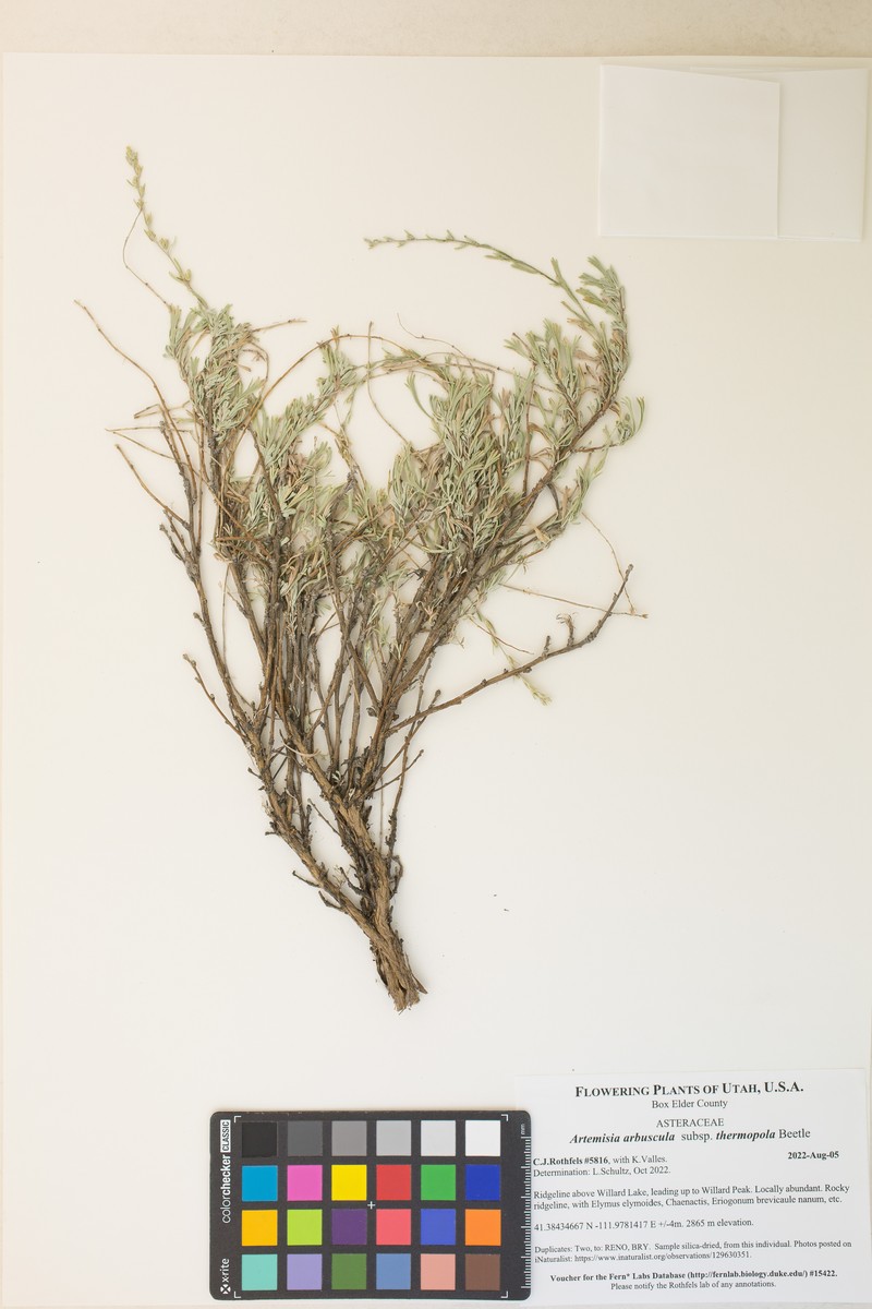Artemisia arbuscula subsp. thermopola photo 5