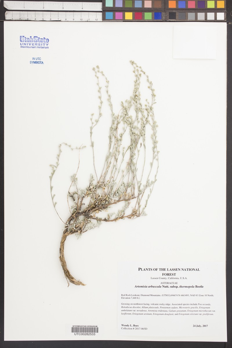 Artemisia arbuscula subsp. thermopola photo 6