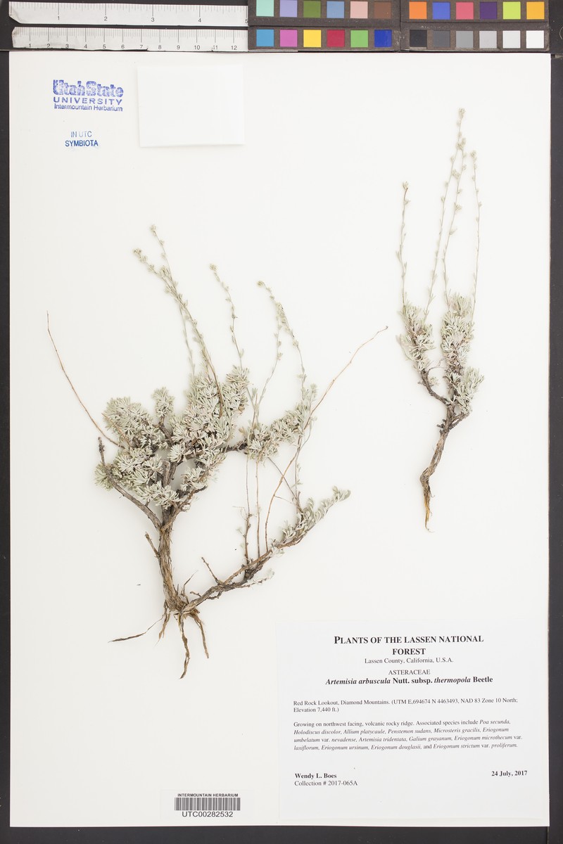 Artemisia arbuscula subsp. thermopola photo 7