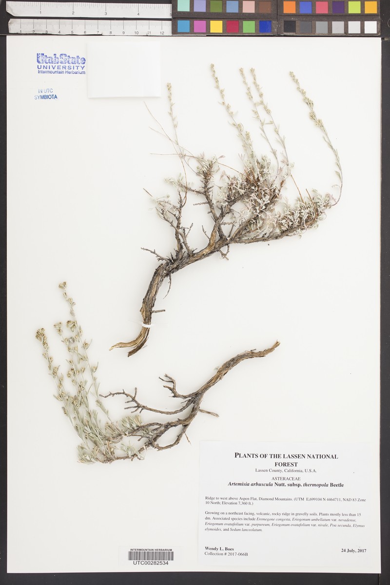 Artemisia arbuscula subsp. thermopola photo 8