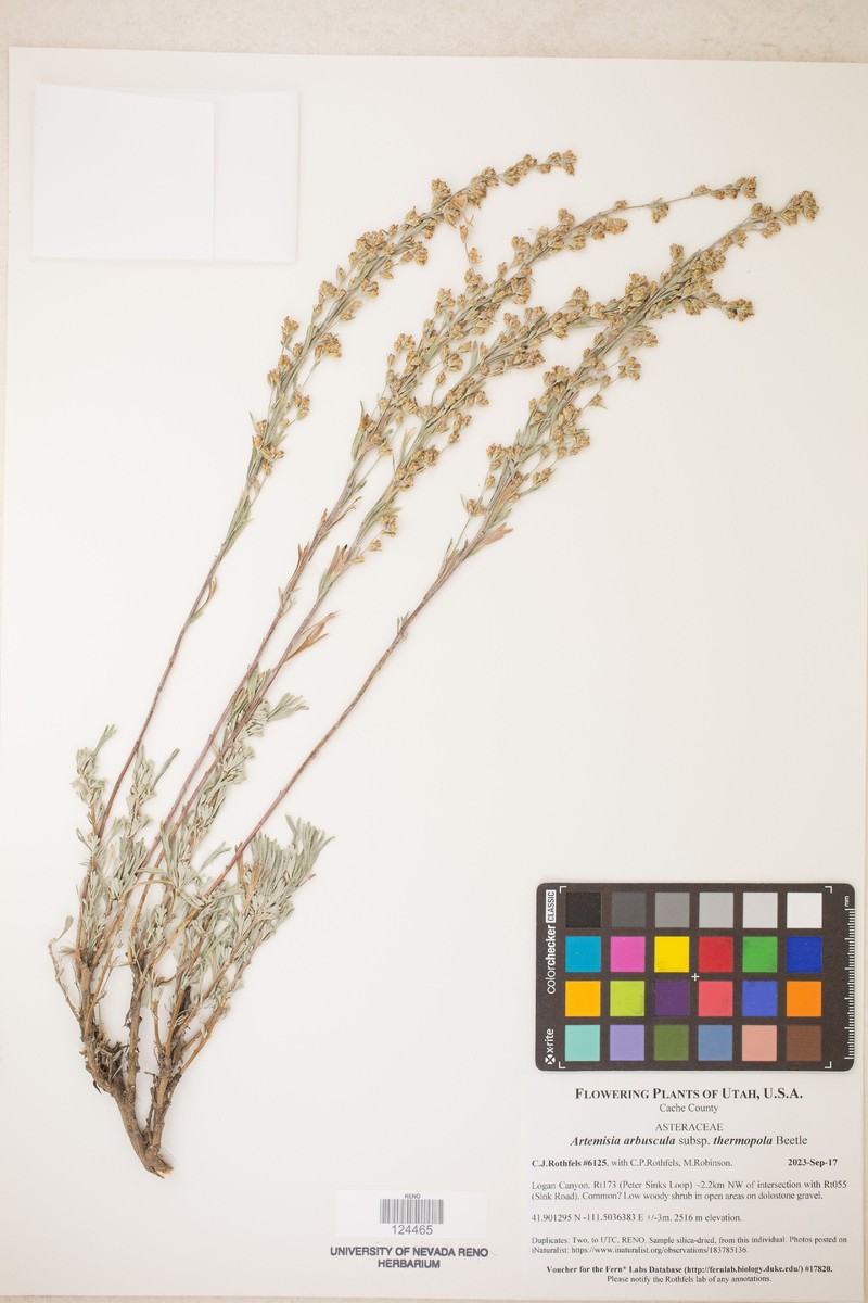 Artemisia arbuscula subsp. thermopola