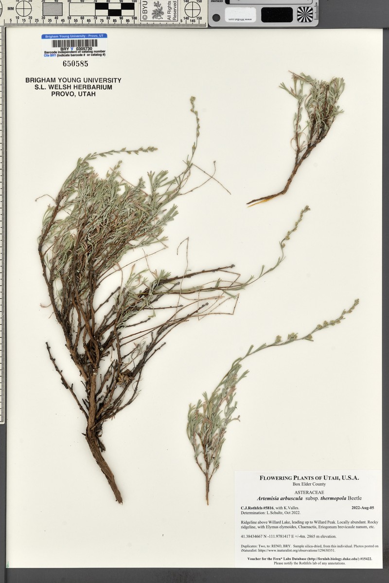 Artemisia arbuscula subsp. thermopola photo 2