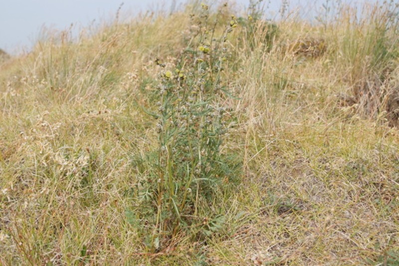 Artemisia arctisibirica