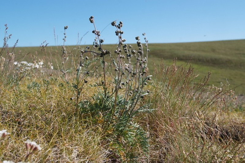 Artemisia arctisibirica photo 2