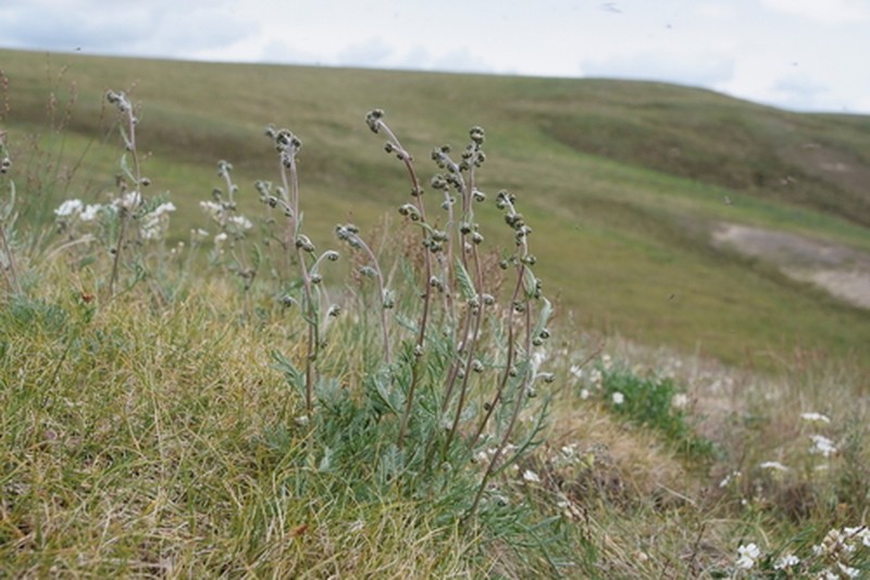 Artemisia arctisibirica photo 4