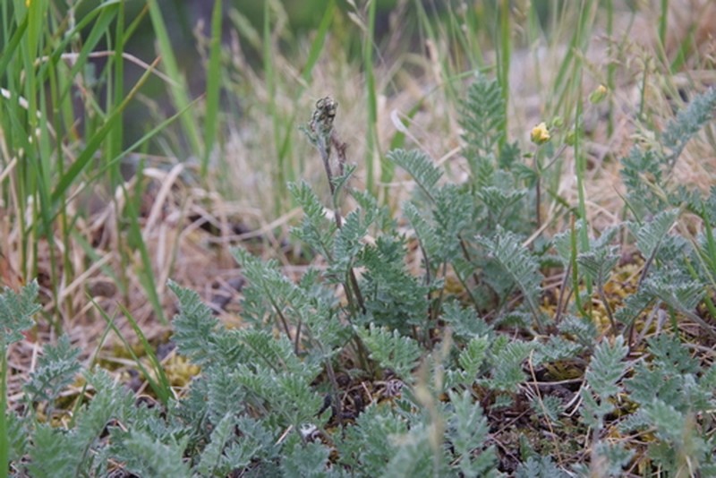 Artemisia arctisibirica photo 5