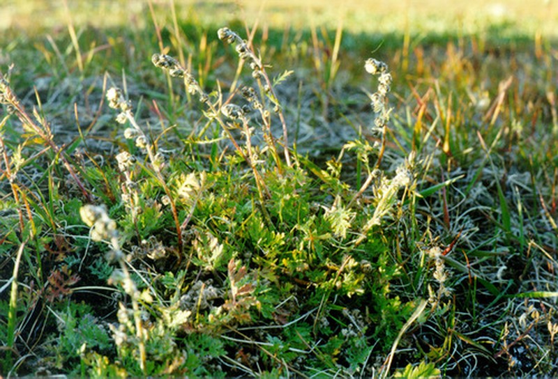 Artemisia arctisibirica photo 6