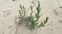 Artemisia arenaria
