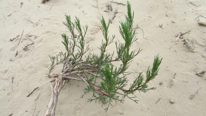 Artemisia arenaria