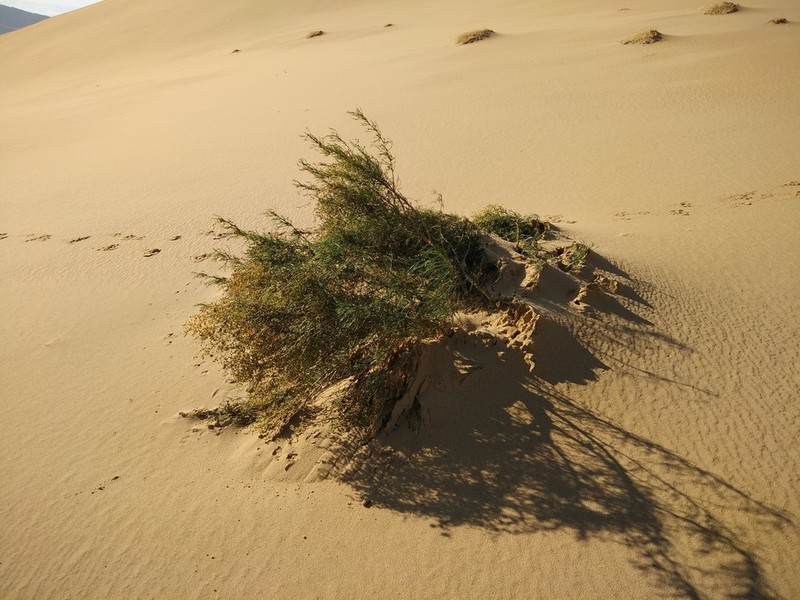 Artemisia arenaria photo 3