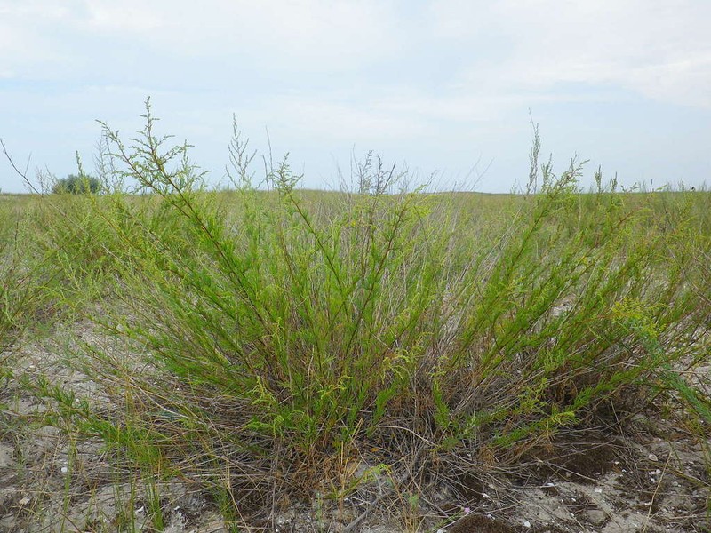 Artemisia arenaria photo 5