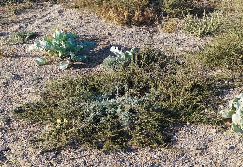 Artemisia arenaria photo 6