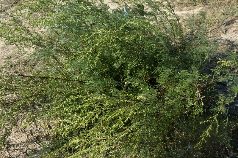Artemisia arenaria photo 7