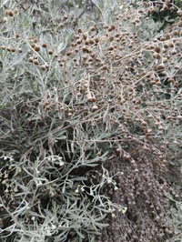Artemisia argentea
