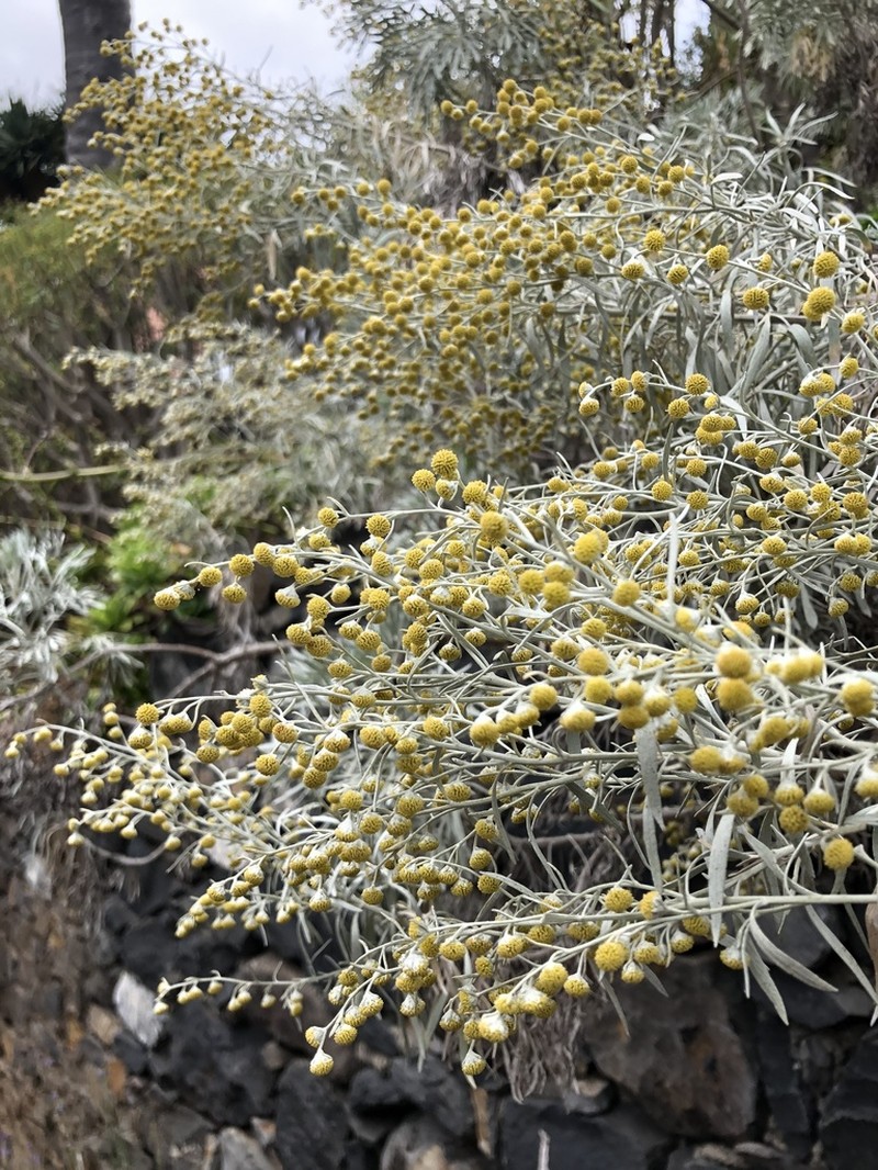 Artemisia argentea photo 2