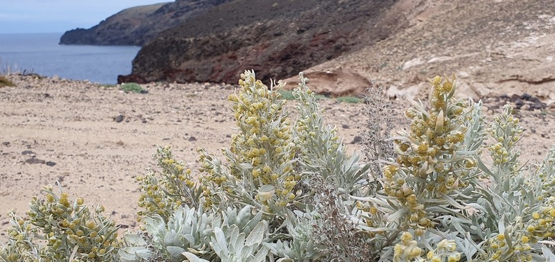 Artemisia argentea photo 3