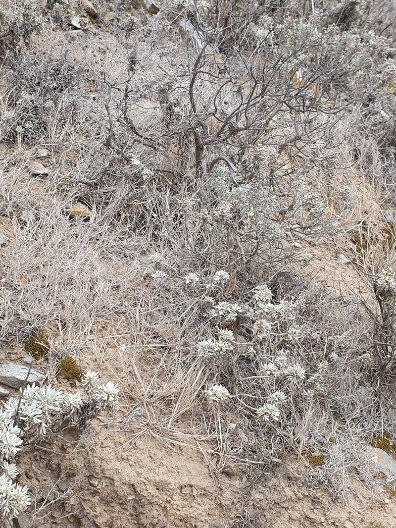 Artemisia argentea photo 4