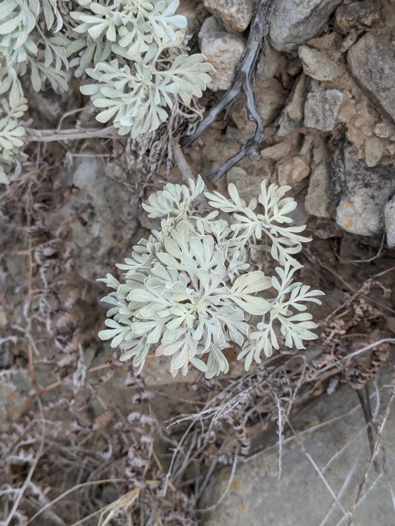 Artemisia argentea photo 5
