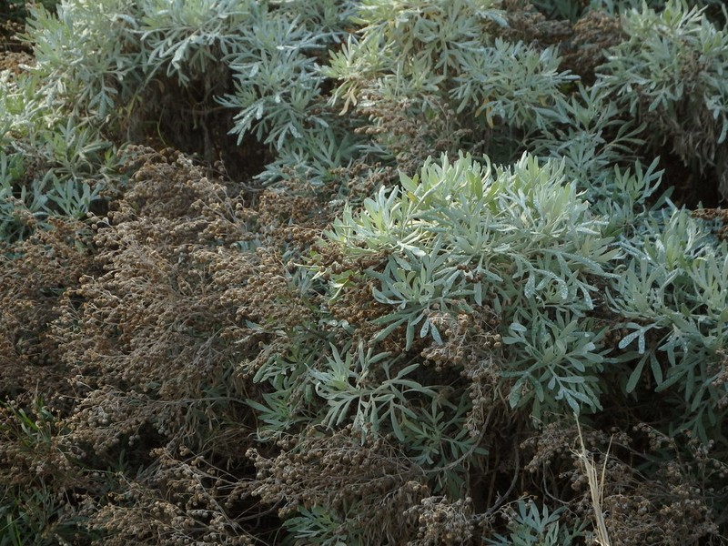 Artemisia argentea photo 6