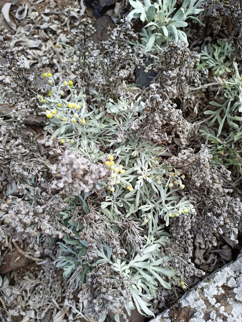 Artemisia argentea photo 7