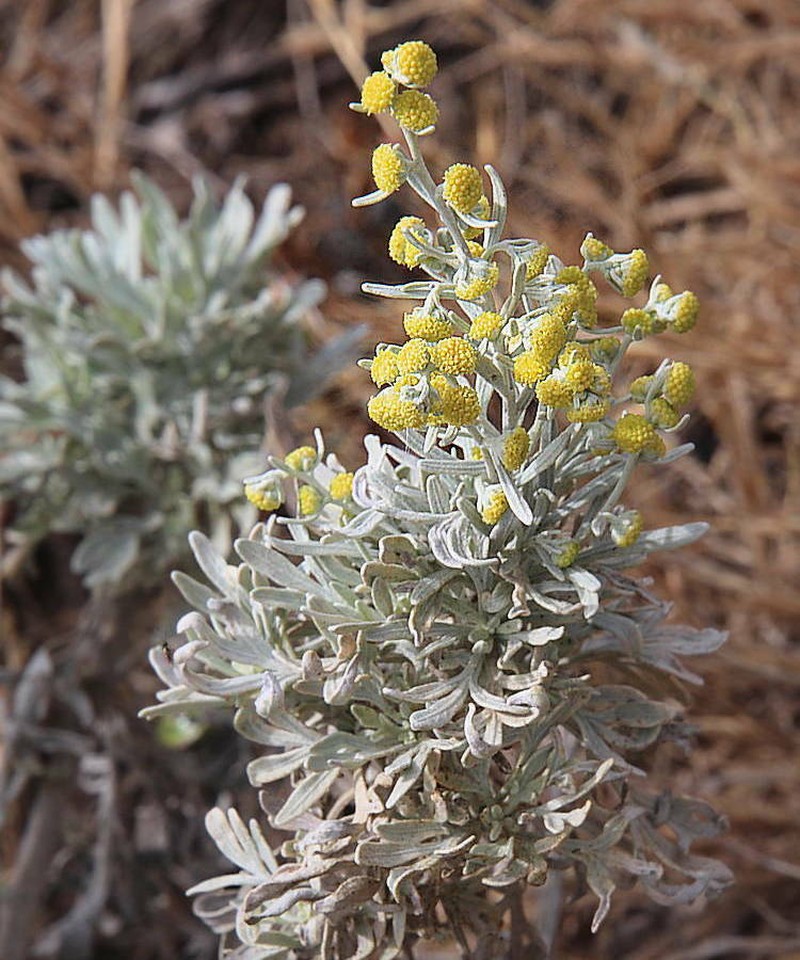 Artemisia argentea photo 8