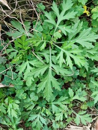 Artemisia argyi