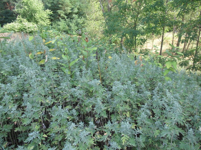Artemisia argyi photo 2