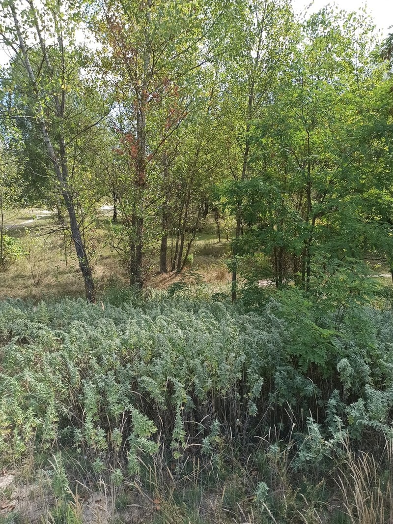 Artemisia argyi photo 3