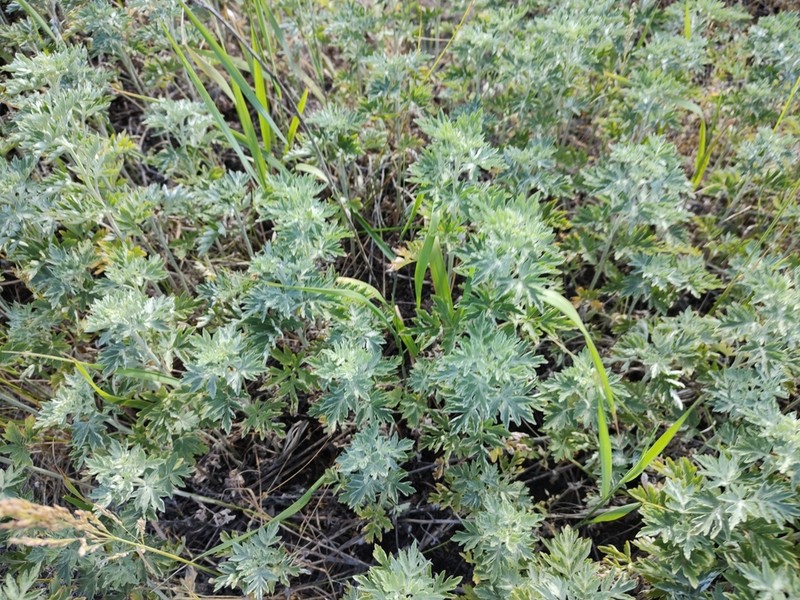 Artemisia argyi photo 5