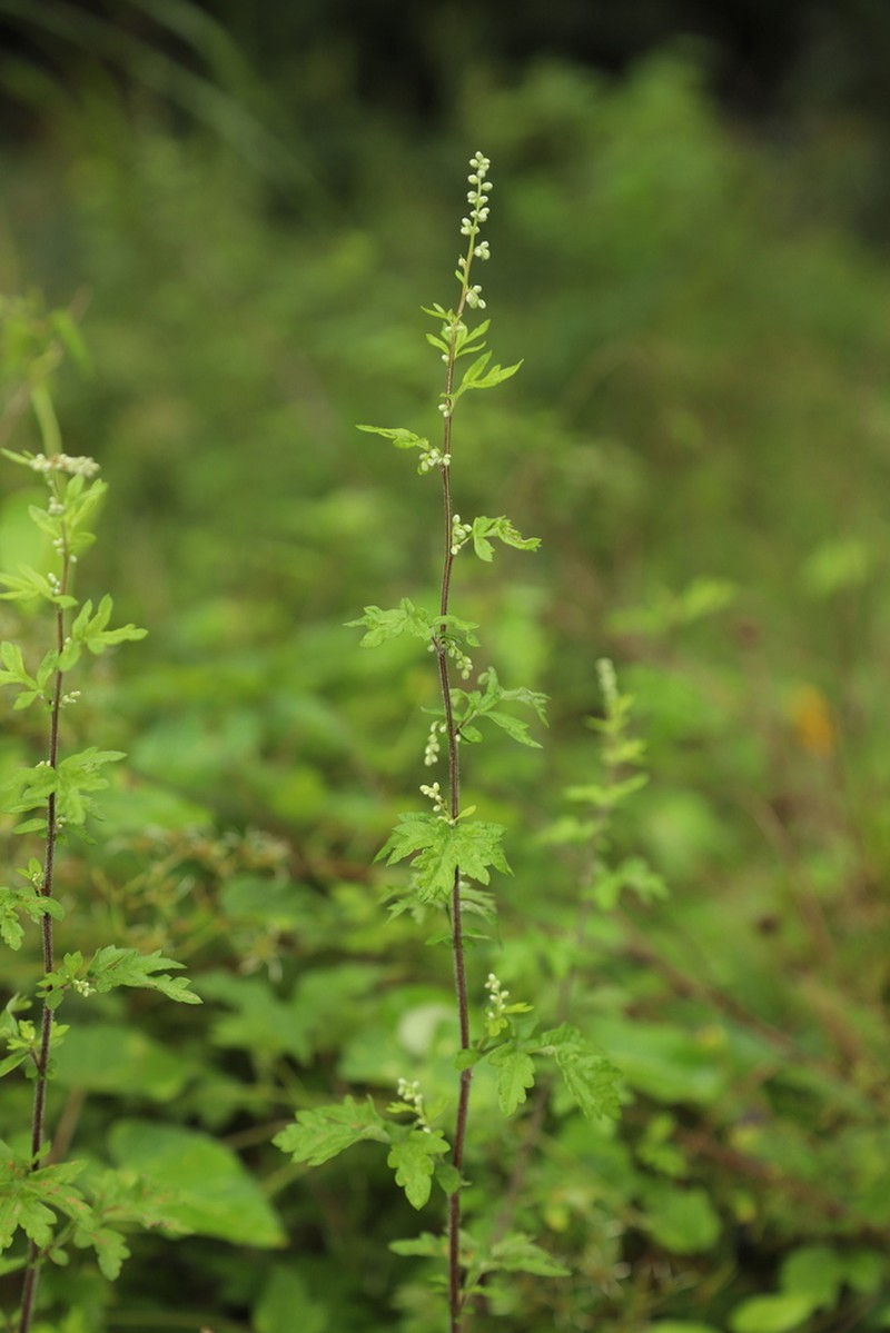 Artemisia argyi photo 6