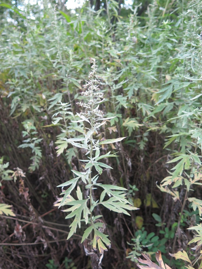 Artemisia argyi photo 7
