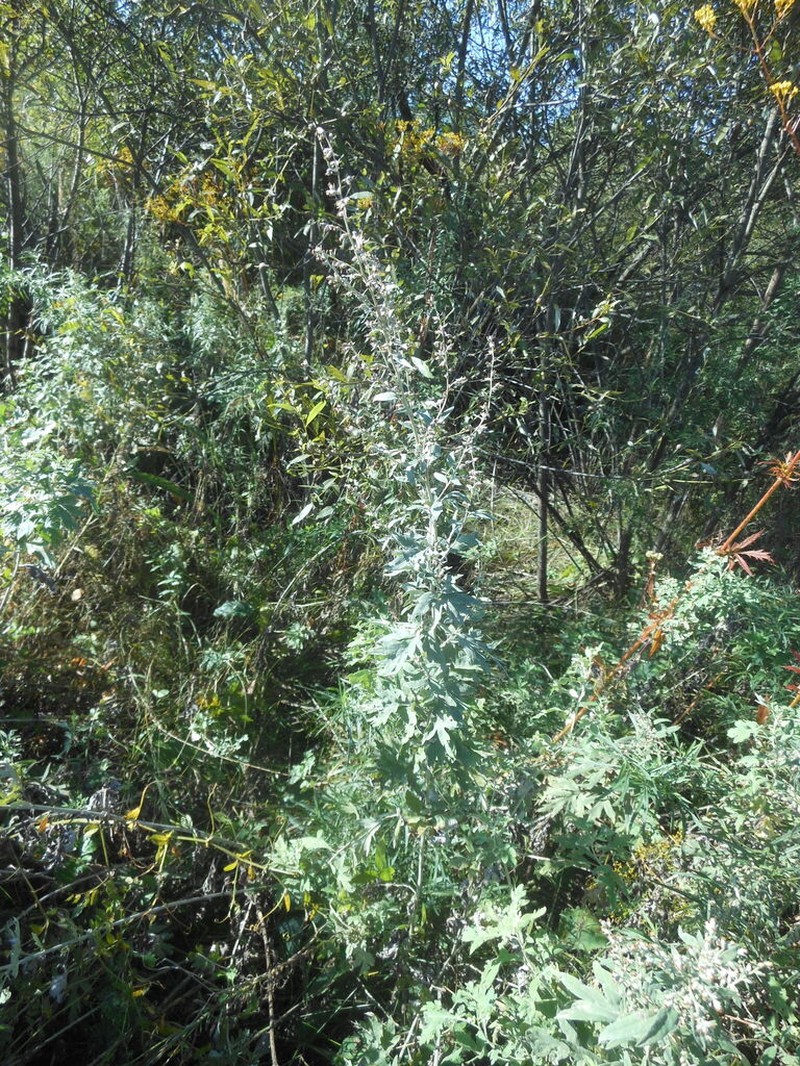 Artemisia argyi photo 8