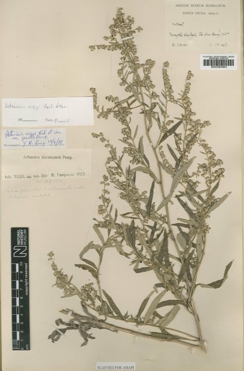 Artemisia argyi var. gracilis