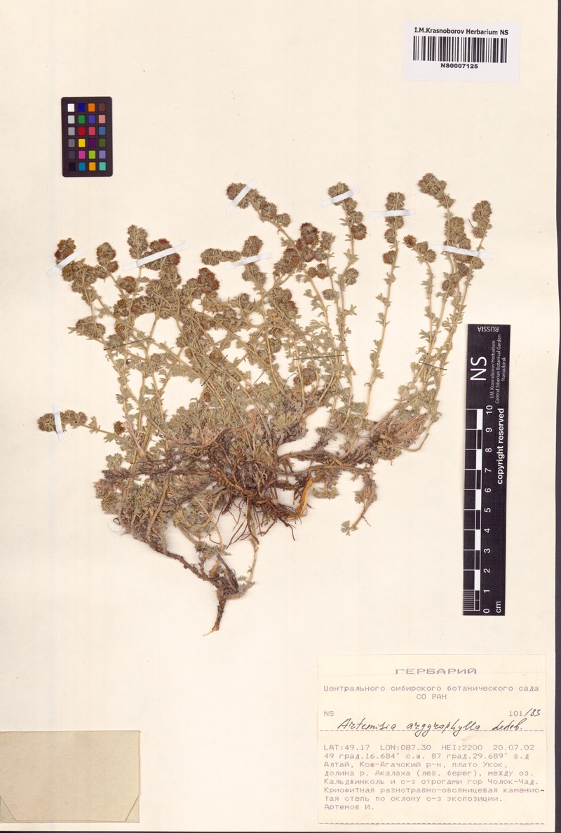 Artemisia argyrophylla photo 2
