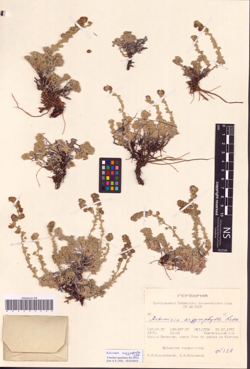 Artemisia argyrophylla photo 3