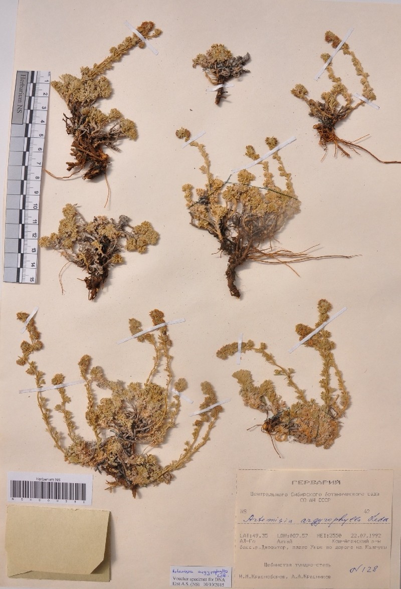 Artemisia argyrophylla